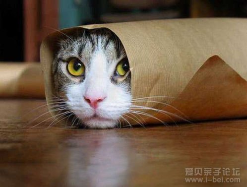 胆怯猫咪