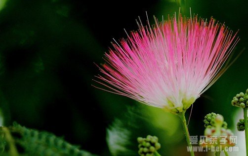 东西方8款深情的花