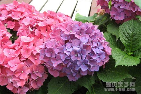 东西方8款深情的花