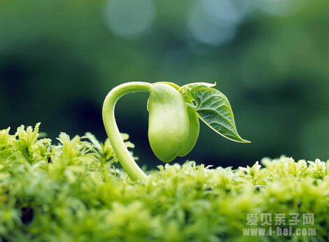 孩子是一粒种子,请静待花开!