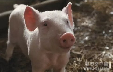 夏洛特的网