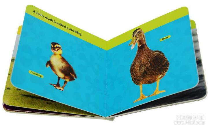 美国国家地理National Geographic Kids Look and Learn