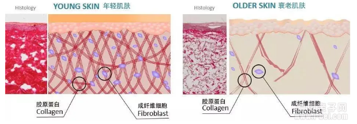 爱贝焕彩口服胶原蛋白肽